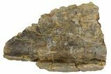 Permian Amphibian (Eryops) Fossil Skull Section - Texas #153728-1